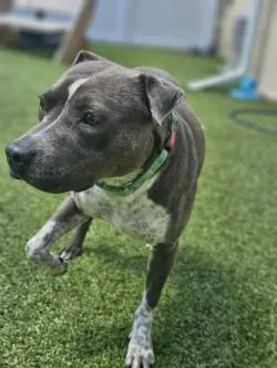 An adult medium-sized female Mixed Breed dog named Winslow for adoption in Savannah, GA