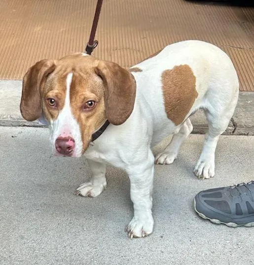 An adult small-sized male Beagle dog named Roscoe for adoption in Rossford, OH