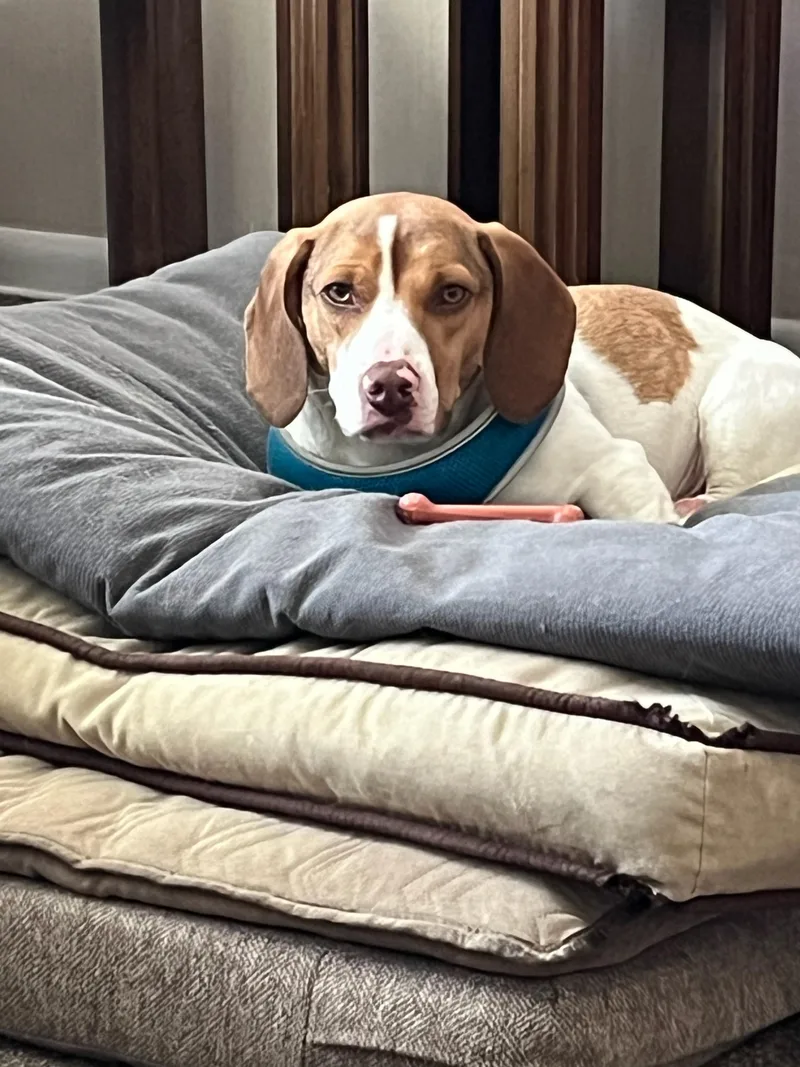 Roscoe thumbnail 2