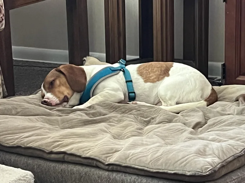 Roscoe thumbnail 3