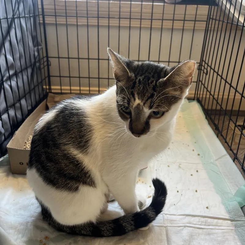 An adult small-sized female Brown / Chocolate Domestic Short Hair cat named Nicki for adoption in Pasadena , MD