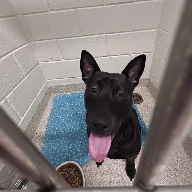 A young medium-sized male Black Manchester Terrier dog named Buddy for adoption in Horn Lake, MS