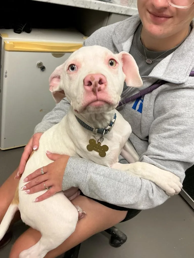 A baby medium-sized male Pit Bull Terrier dog named Milo for adoption in Dyersburg, TN