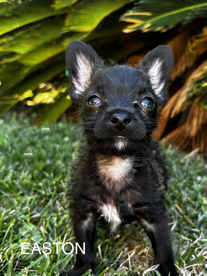 A baby small-sized male Terrier dog named Easton for adoption in Penryn, CA