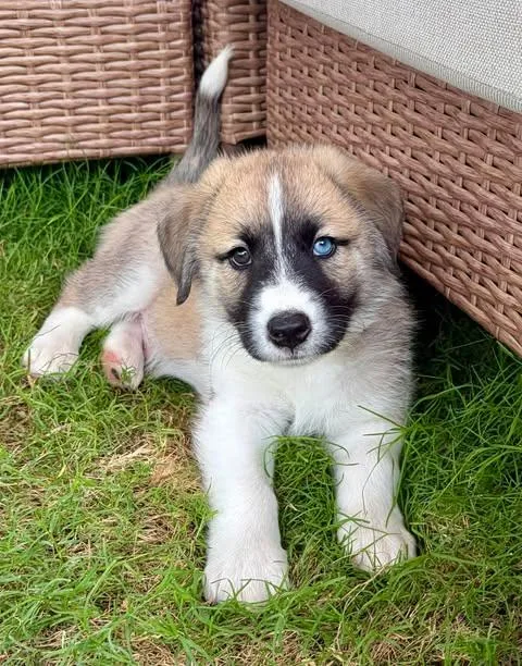 A baby medium-sized male Apricot / Beige Beagle dog named Vinny for adoption in Vernon, CT