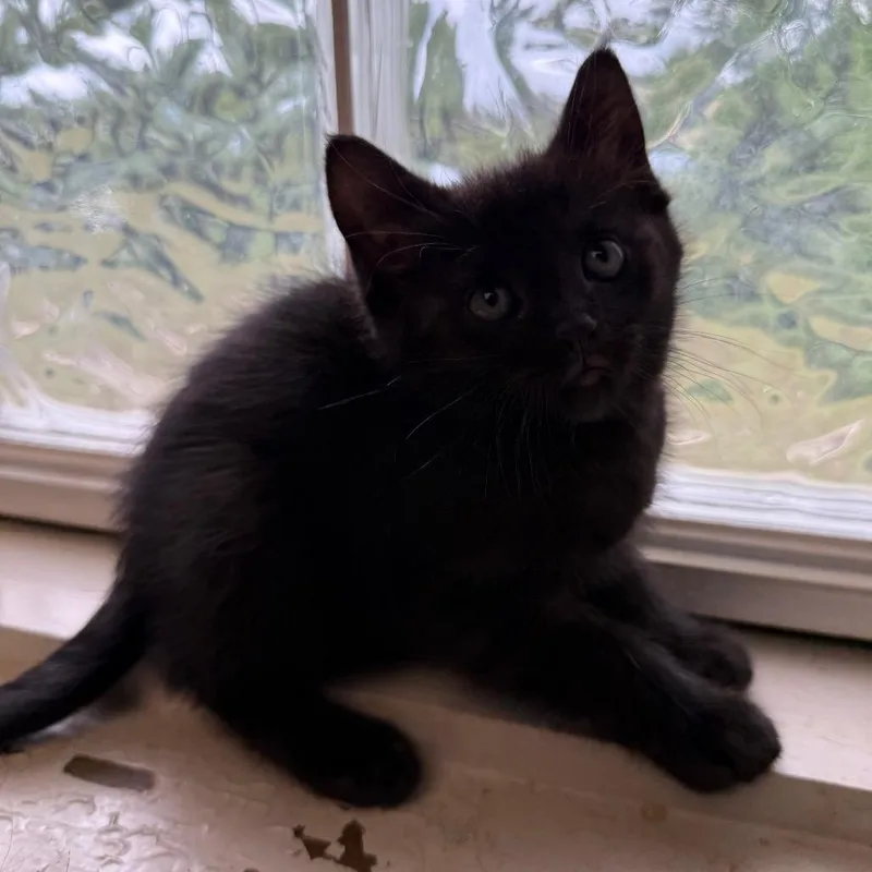 A baby small-sized male Black Domestic Short Hair cat named Bruce for adoption in Tuscaloosa, AL
