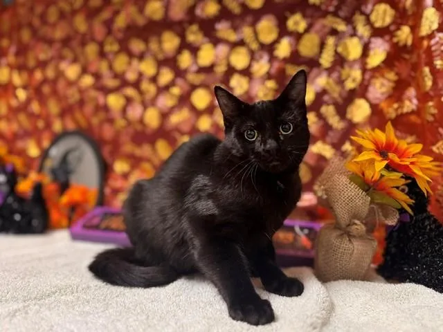 A baby medium-sized male Domestic Short Hair cat named Andy for adoption in Fairfield, CA