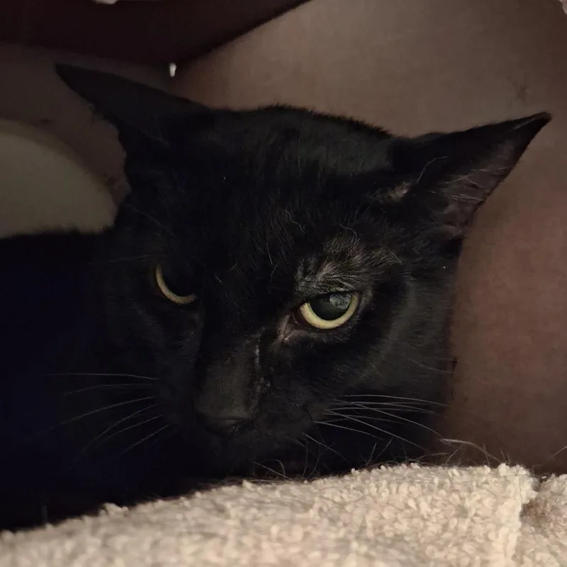 An adult medium-sized male Black Domestic Short Hair cat named Lobster for adoption in Dayton, OH