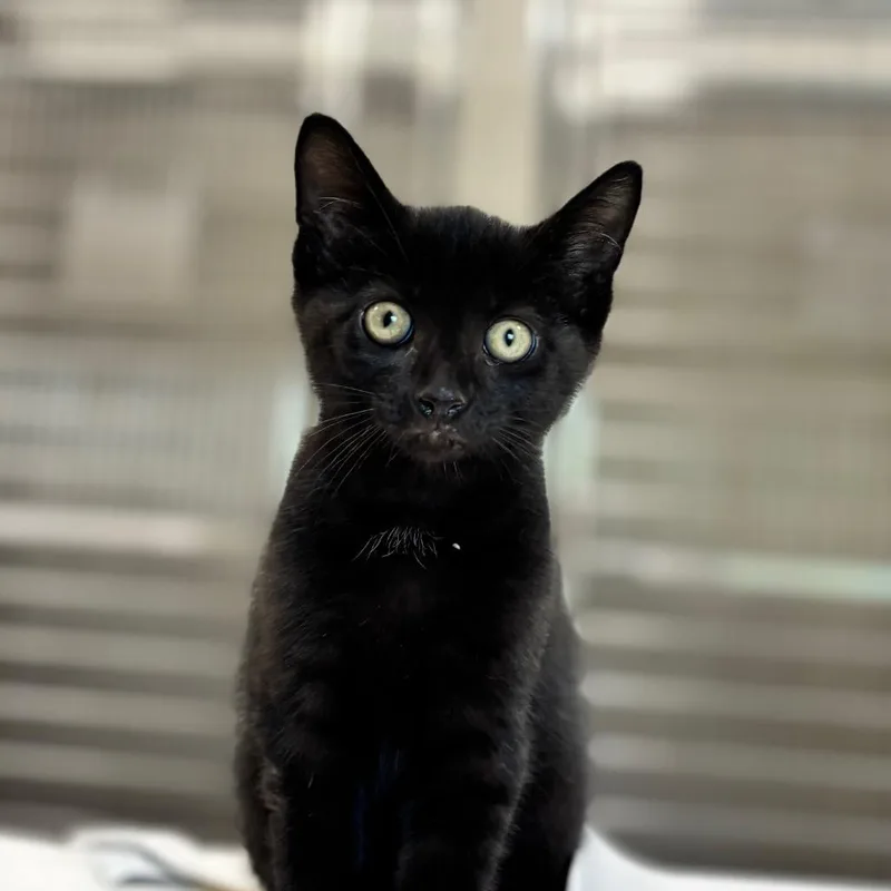A baby small-sized male Black Domestic Short Hair cat named Inky for adoption in Nashville, IN