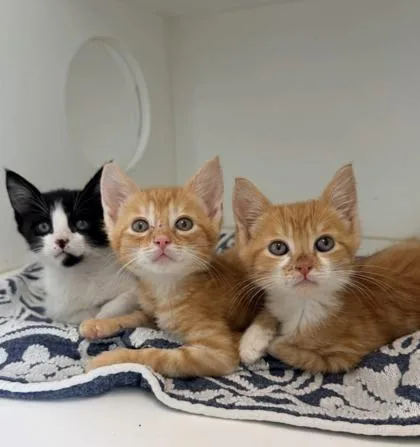 A baby small-sized male Domestic Short Hair cat named Wheezie for adoption in Manteo, NC
