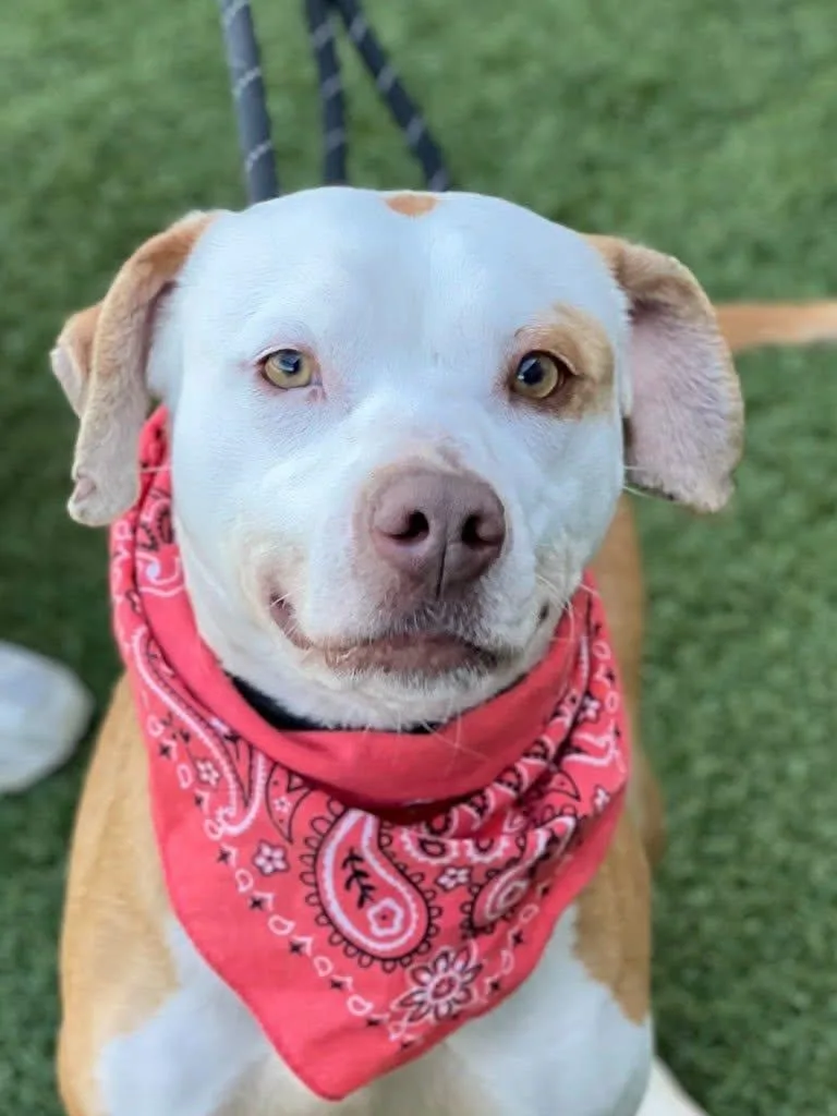 A young medium-sized female American Staffordshire Terrier dog named Jade for adoption in Carmel, NY