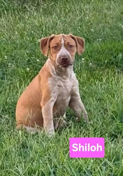A baby medium-sized female Black Mouth Cur dog named Shilo for adoption in Clinton, MO