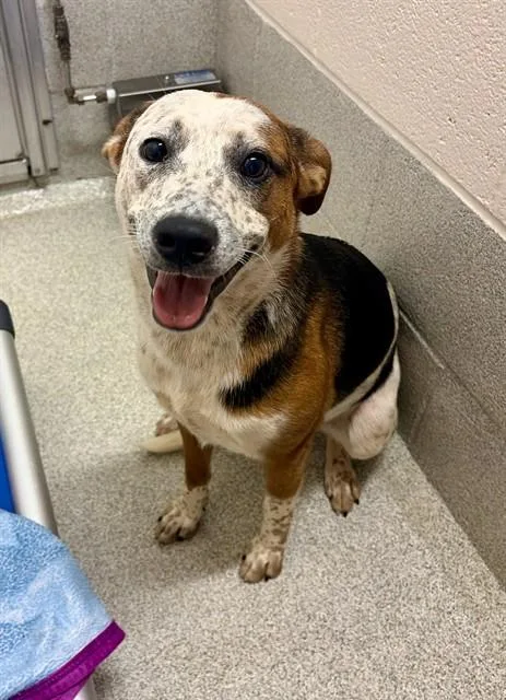 A young medium-sized female Australian Cattle Dog / Blue Heeler dog named Carrie for adoption in Statesville, NC