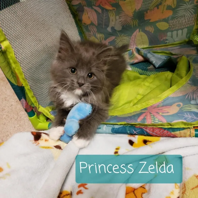 A baby small-sized female Gray / Blue / Silver Maine Coon cat named Princess Zelda for adoption in Carmel, IN