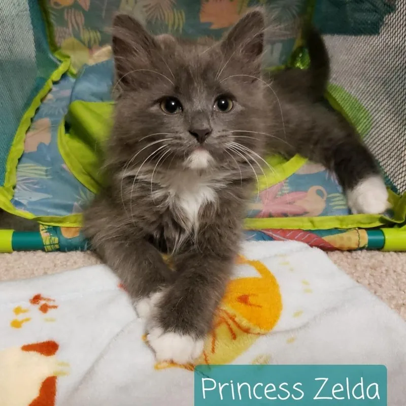 Princess Zelda thumbnail 2