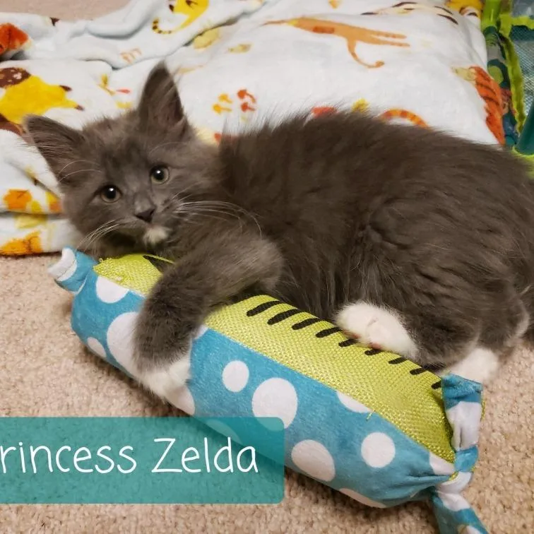 Princess Zelda thumbnail 3