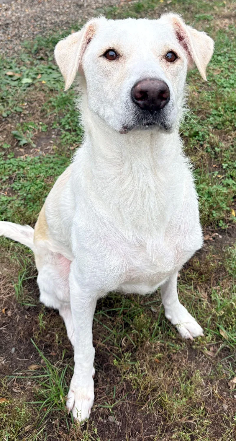 An adult large-sized female Labrador Retriever dog named Snowflake for adoption in Iowa City, IA