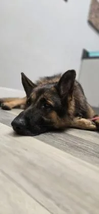 An adult extra large-sized male German Shepherd Dog dog named Magic Schoolbus for adoption in New Orleans, LA