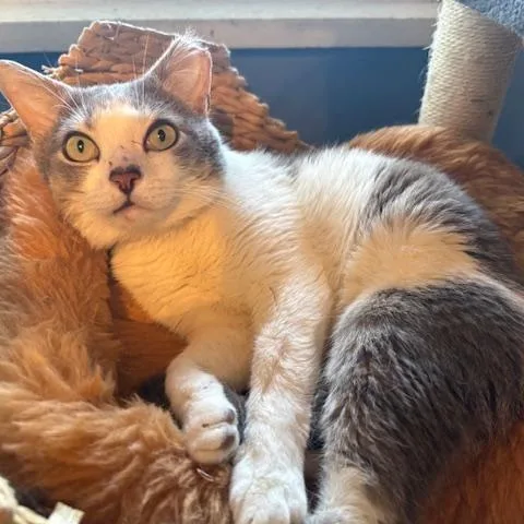 A young small-sized male Gray / Blue / Silver Domestic Short Hair cat named Gilbert Hudson for adoption in Merrifield, VA