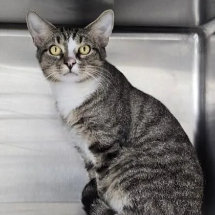 An adult medium-sized male Tabby (Brown / Chocolate) Domestic Short Hair cat named Sazon for adoption in Phoenixville, PA