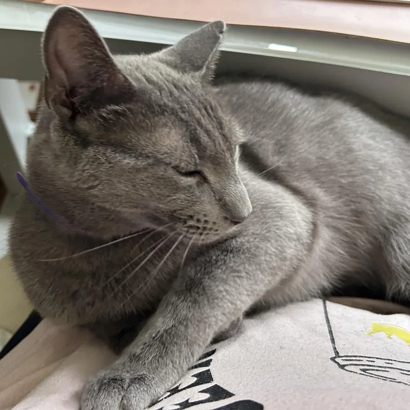 A young small-sized male Gray / Blue / Silver Domestic Short Hair cat named Moonlight for adoption in Reisterstown, MD