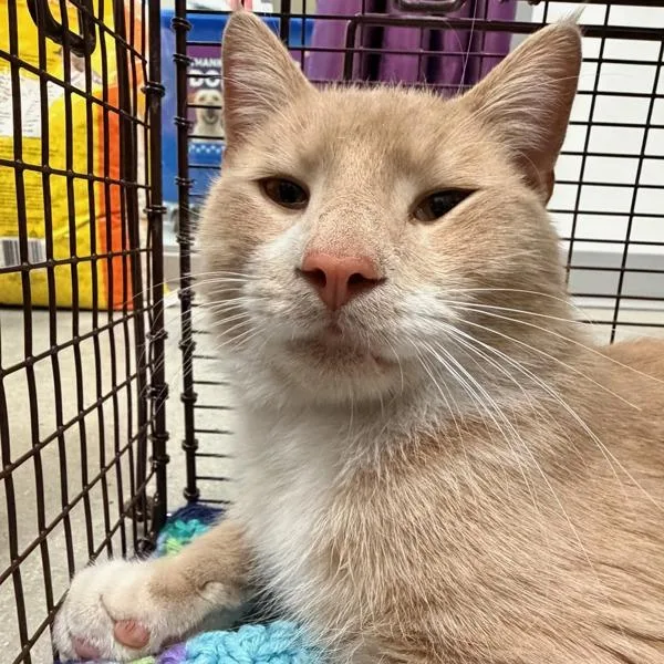 An adult medium-sized male Domestic Short Hair cat named Gusto for adoption in Des Moines, IA