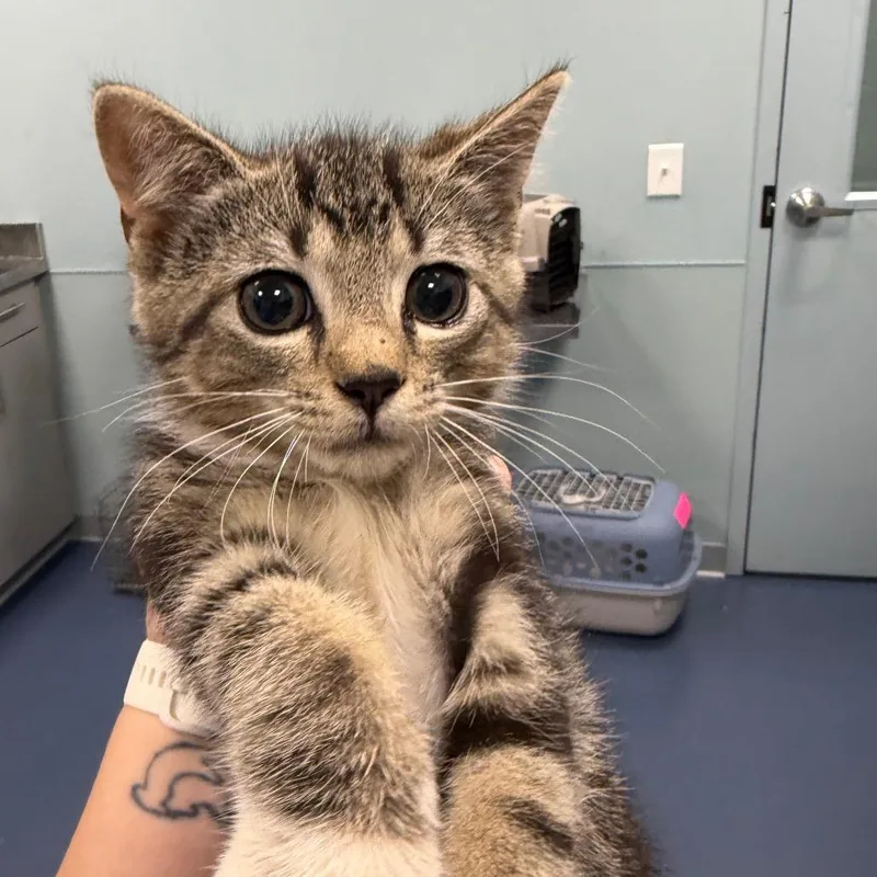 A baby small-sized male Brown / Chocolate Domestic Short Hair cat named Donny Meatloaf for adoption in Greensboro, NC