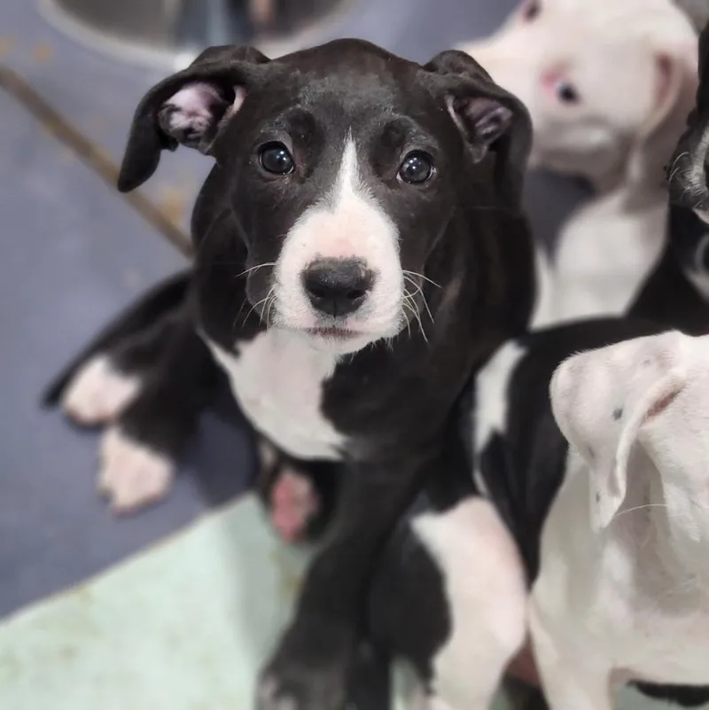 A baby large-sized female Pit Bull Terrier dog named Peanut for adoption in Walnutport, PA