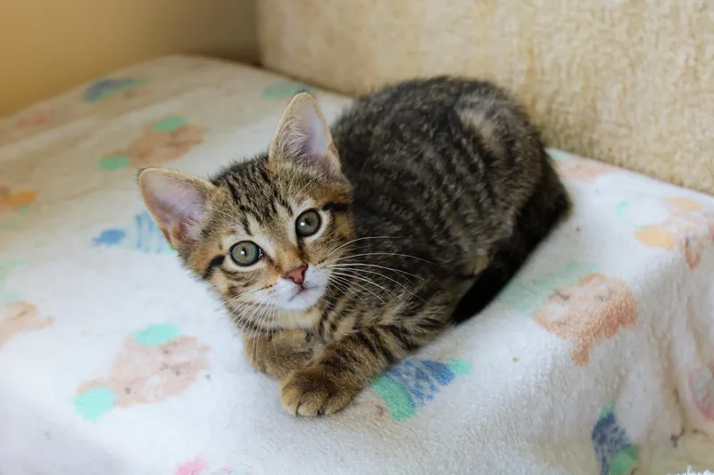 A baby medium-sized male Tabby (Brown / Chocolate) Domestic Short Hair cat named Mars for adoption in Urbana, OH