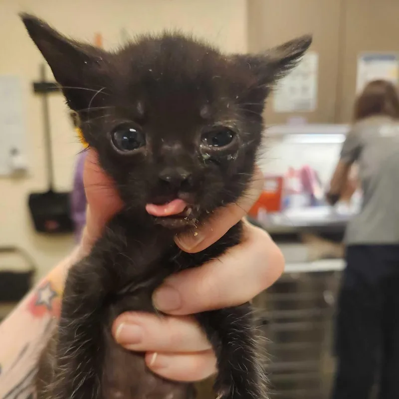 A baby small-sized male Black Domestic Short Hair cat named Danio for adoption in Asheville, NC