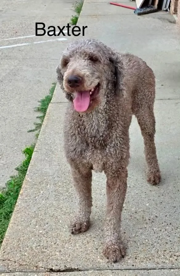 A young medium-sized male Standard Poodle dog named Baxter KW in MS for adoption in Warwick, RI
