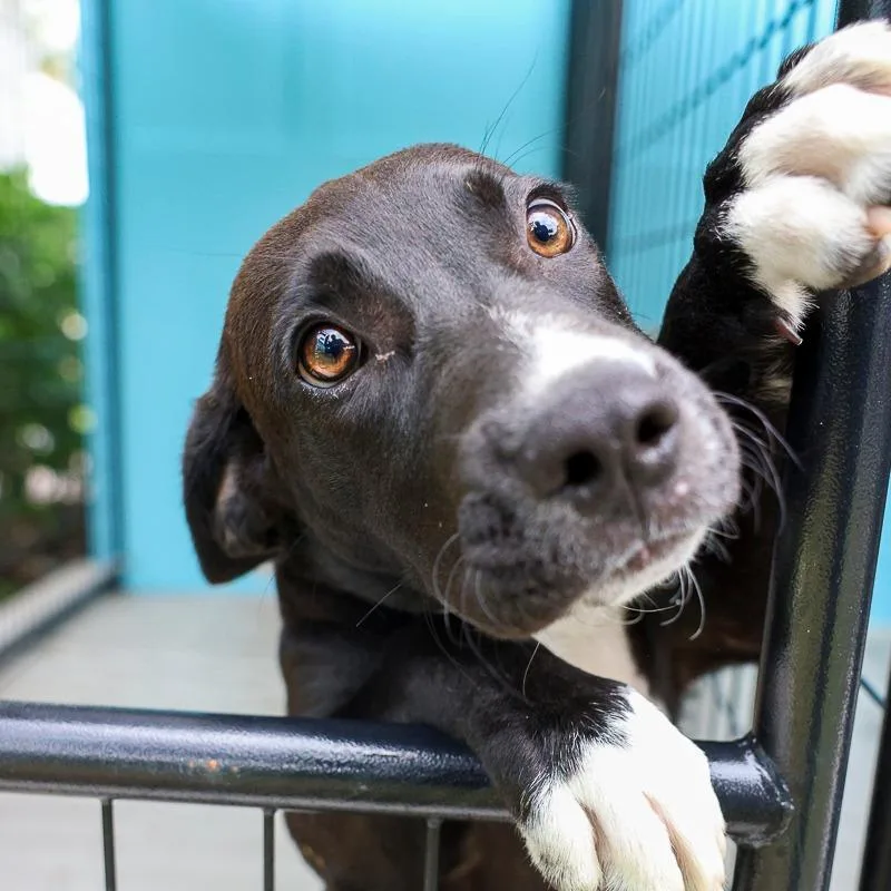 A baby medium-sized female Black Mixed Breed dog named Passionfruit for adoption in Bradenton, FL