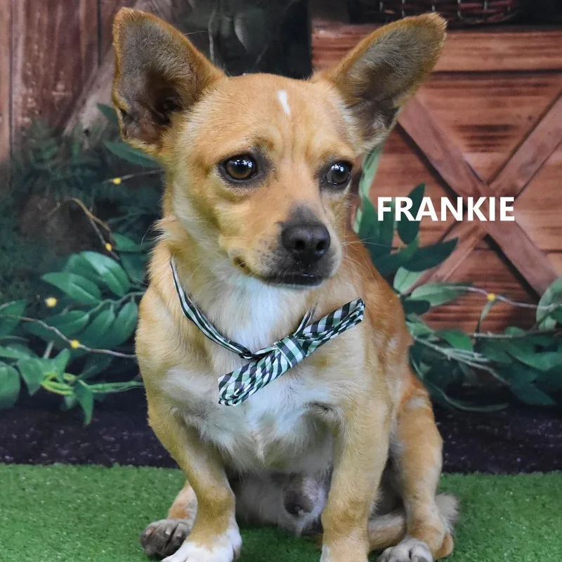 Frankie