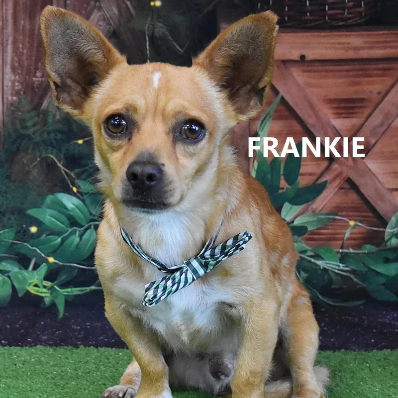 Frankie thumbnail 2