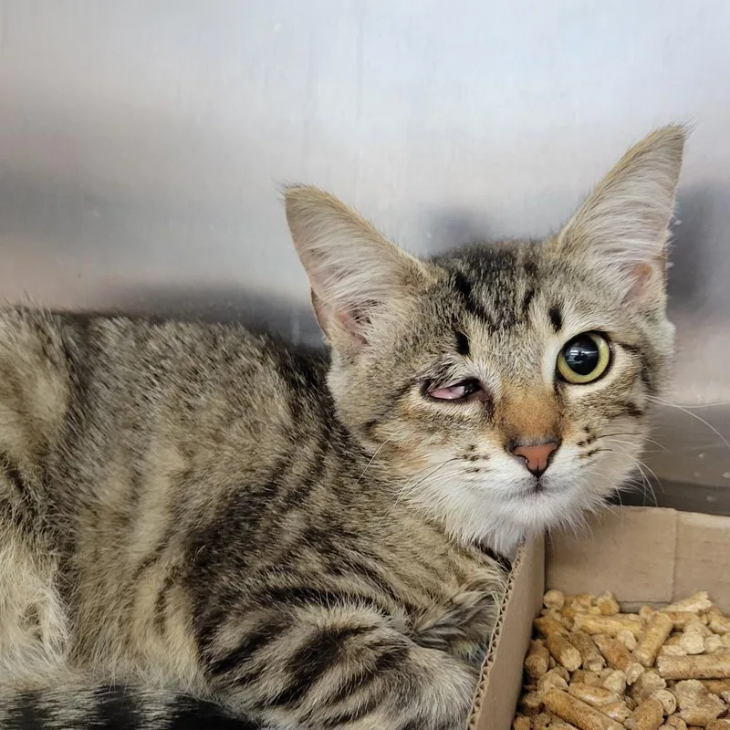A baby small-sized female Gray / Blue / Silver Domestic Short Hair cat named Lilybug for adoption in Chattanooga, TN