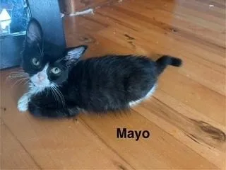 Mayo thumbnail 2