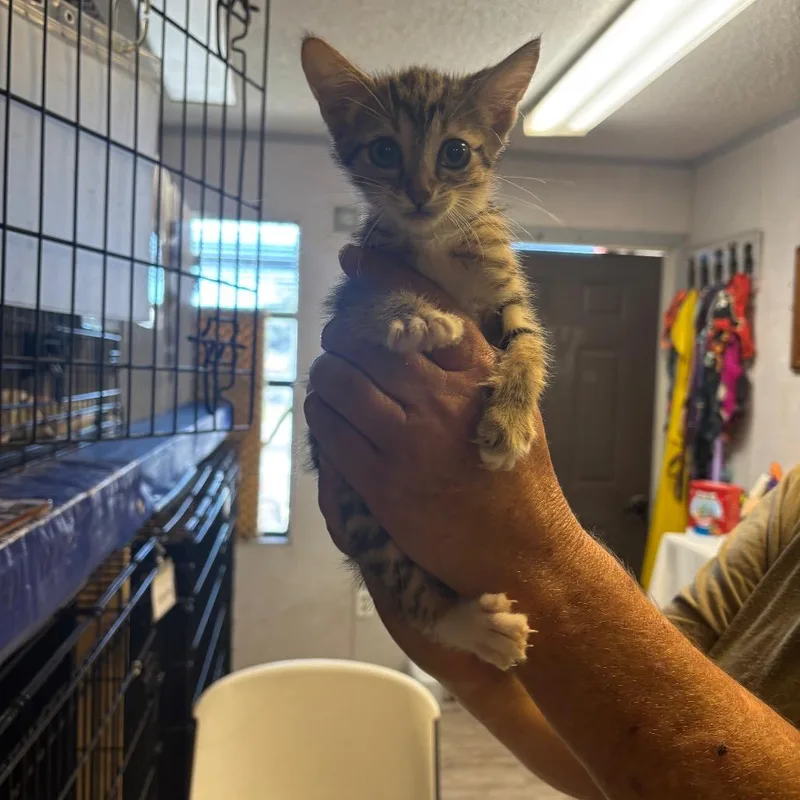 A baby small-sized male Brown / Chocolate Domestic Short Hair cat named Clyde for adoption in Hinesville, GA