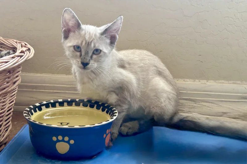 A baby small-sized female Domestic Short Hair cat named Cortina for adoption in Fountain Hills, AZ
