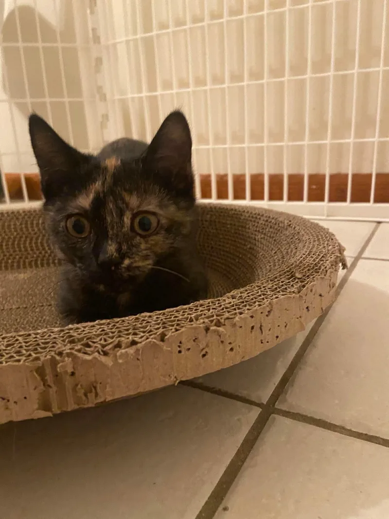 A young medium-sized female Tortoiseshell Domestic Short Hair cat named Houdini for adoption in Belchertown, MA