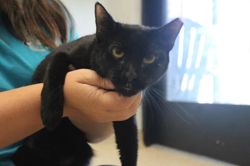 An adult medium-sized female Black Domestic Short Hair cat named Mist for adoption in Chestertown, MD