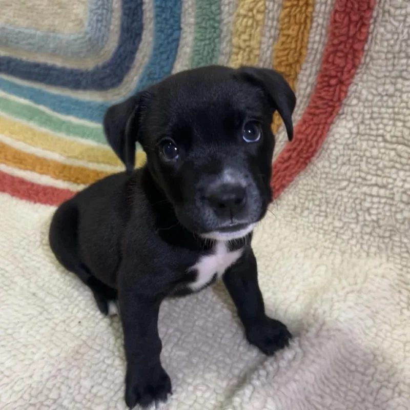 A baby medium-sized male Labrador Retriever dog named Luca for adoption in Los Angeles, CA