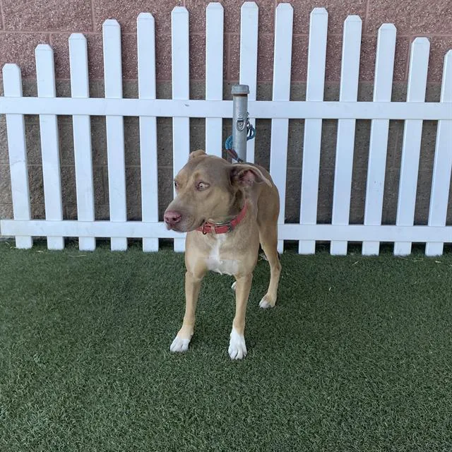 An adult large-sized female Catahoula Leopard Dog dog named Luna for adoption in Modesto, CA