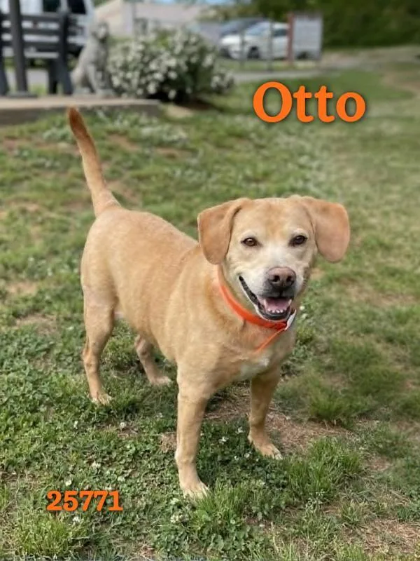 Otto