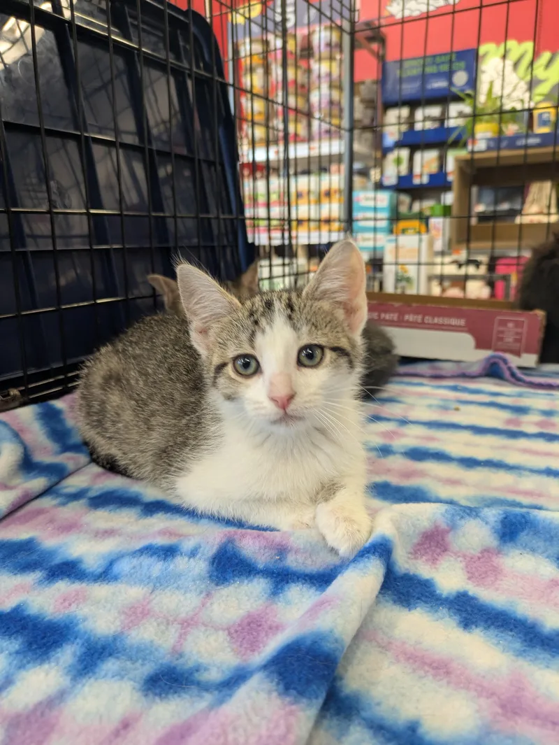 A baby medium-sized female Tabby (Brown / Chocolate) Domestic Short Hair cat named Zoey for adoption in Great Mills, MD