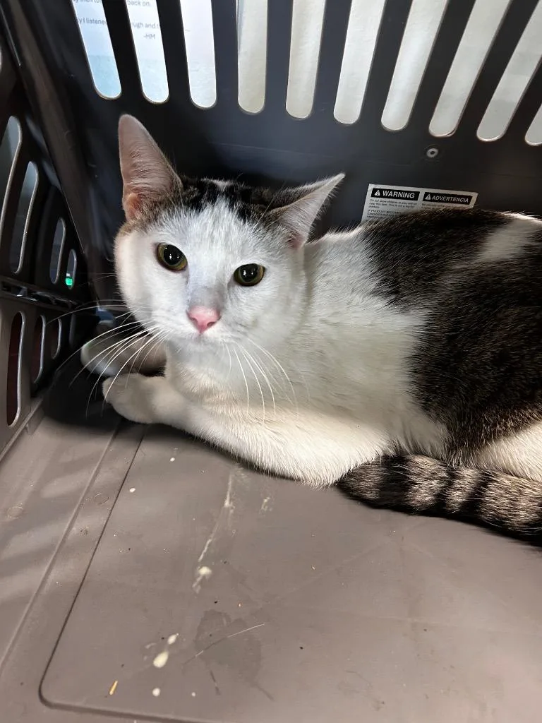 A baby medium-sized male Domestic Short Hair cat named Boo for adoption in Gautier, MS