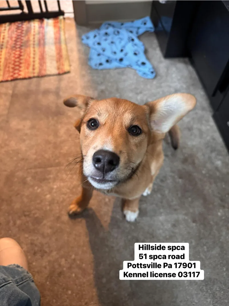 A baby small-sized male Apricot / Beige Shiba Inu dog named Reese for adoption in Pottsville, PA