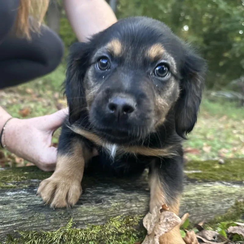 A baby medium-sized male Black Labrador Retriever dog named Apollo for adoption in Richmond, VA