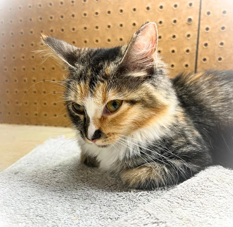 A baby small-sized female Calico Norwegian Forest Cat cat named Autumn a gentle for adoption in The Dalles, OR