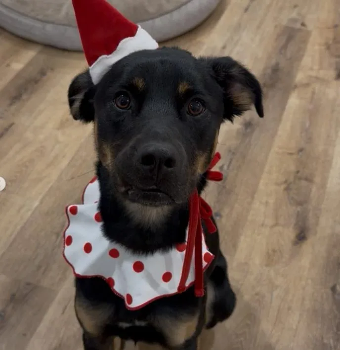 A young medium-sized female German Shepherd Dog dog named Bella for adoption in TEMECULA, CA