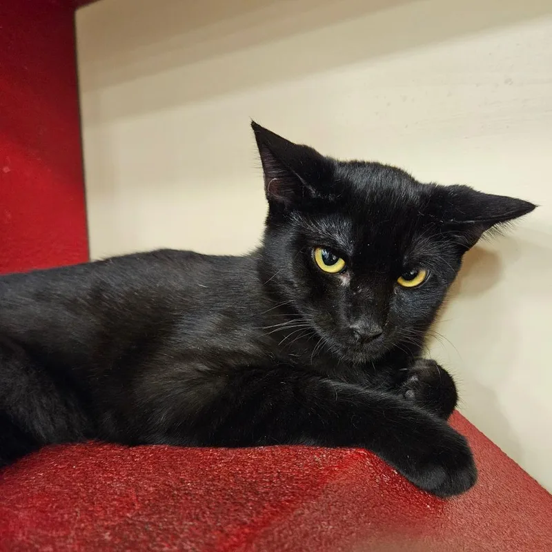 A baby small-sized female Black Domestic Short Hair cat named Millie for adoption in Las Vegas, NV